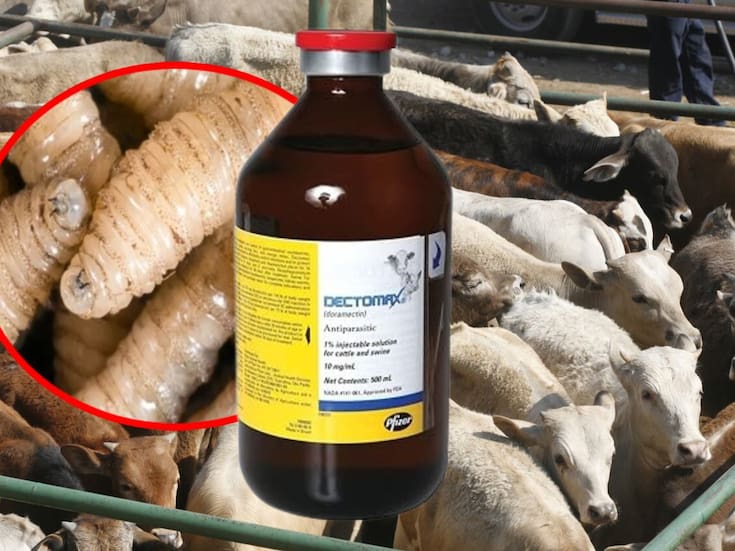 ¿Qué es Dectomax-CA1, el primer fármaco contra gusano barrenador autorizado por EEUU únicamente en bovinos?