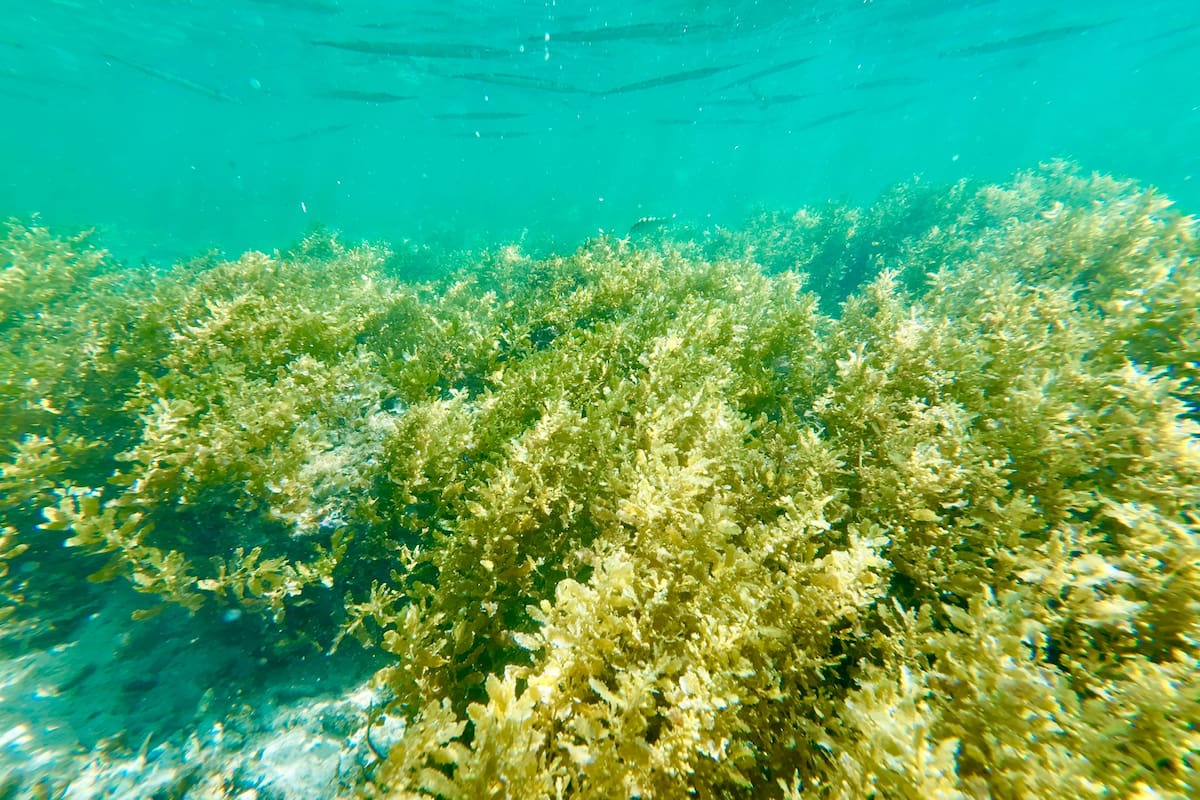 Australia logró recuperar sus praderas marinas después de una pérdida casi total, pero el regreso de la vegetación no devolvió la comunidad de peces que vivía allí antes del desastre