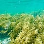 Australia logró recuperar sus praderas marinas después de una pérdida casi total, pero el regreso de la vegetación no devolvió la comunidad de peces que vivía allí antes del desastre