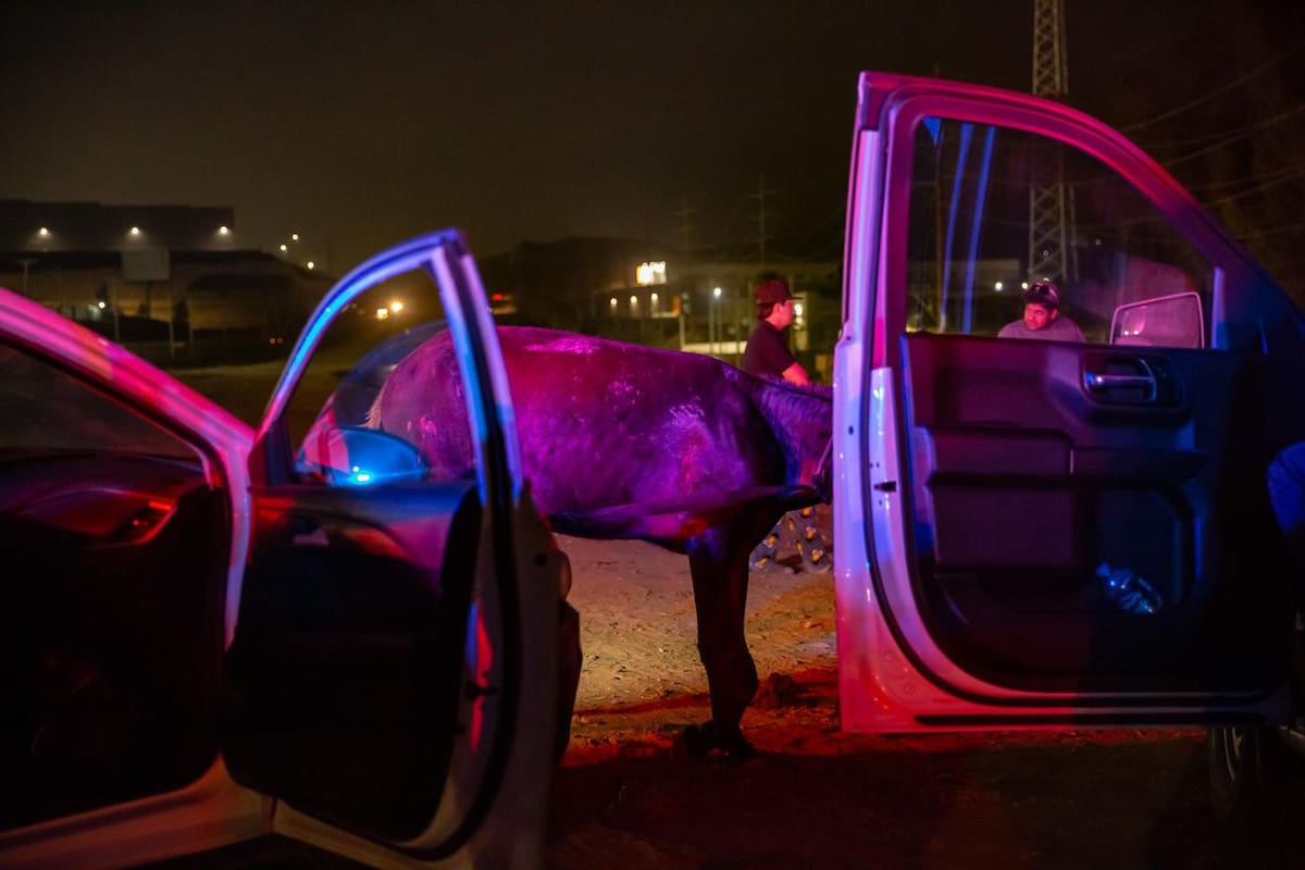 Burro sufre fracturas tras ser impactado por patrulla en Bulevar 2000. Foto: Border Zoom