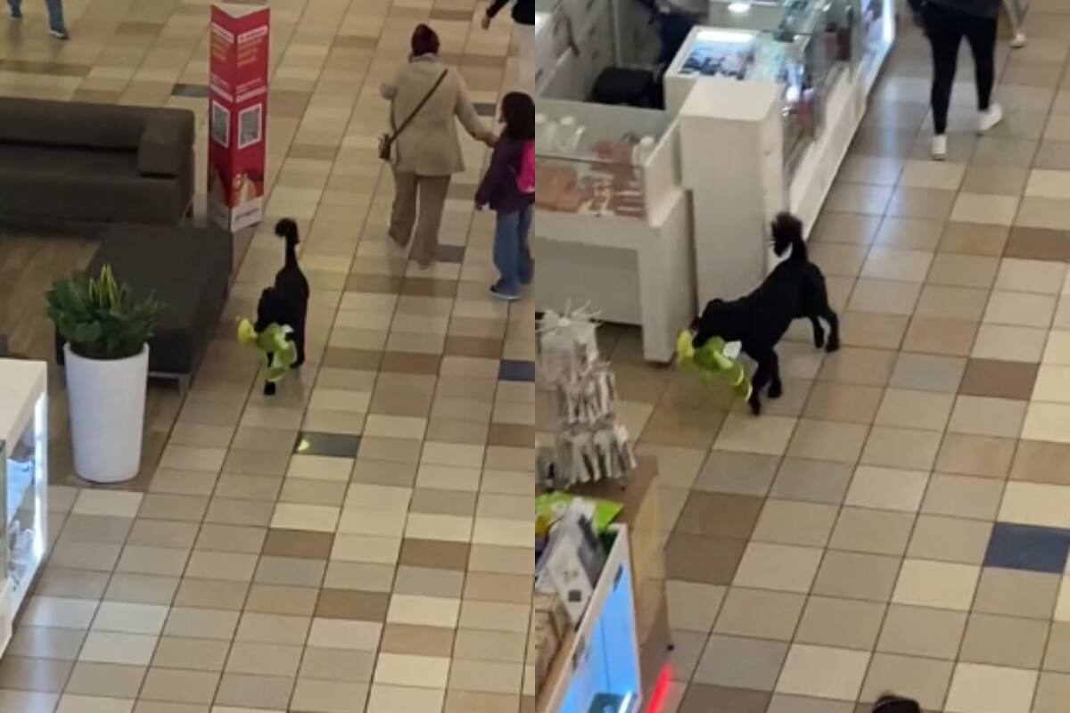 ¡Perro se “roba” un peluche de Miniso!: una trabajadora de la tienda lo persigue (VIDEO)