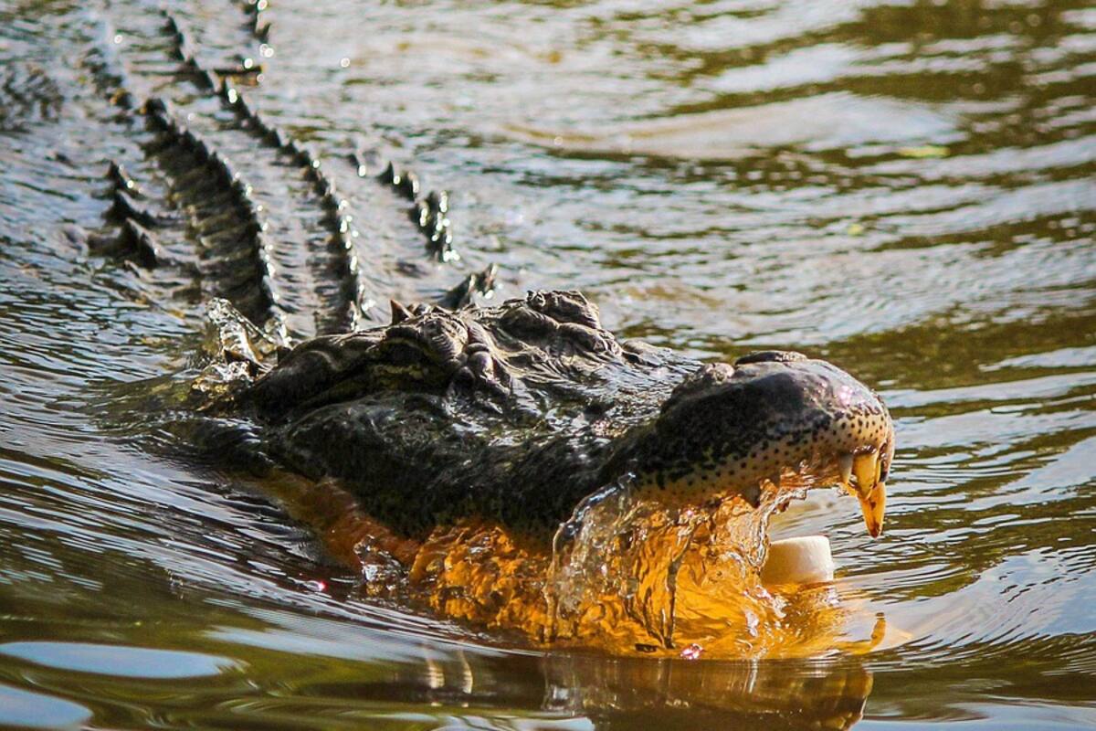 VIDEO: Caimán y anaconda viven una batalla acuática