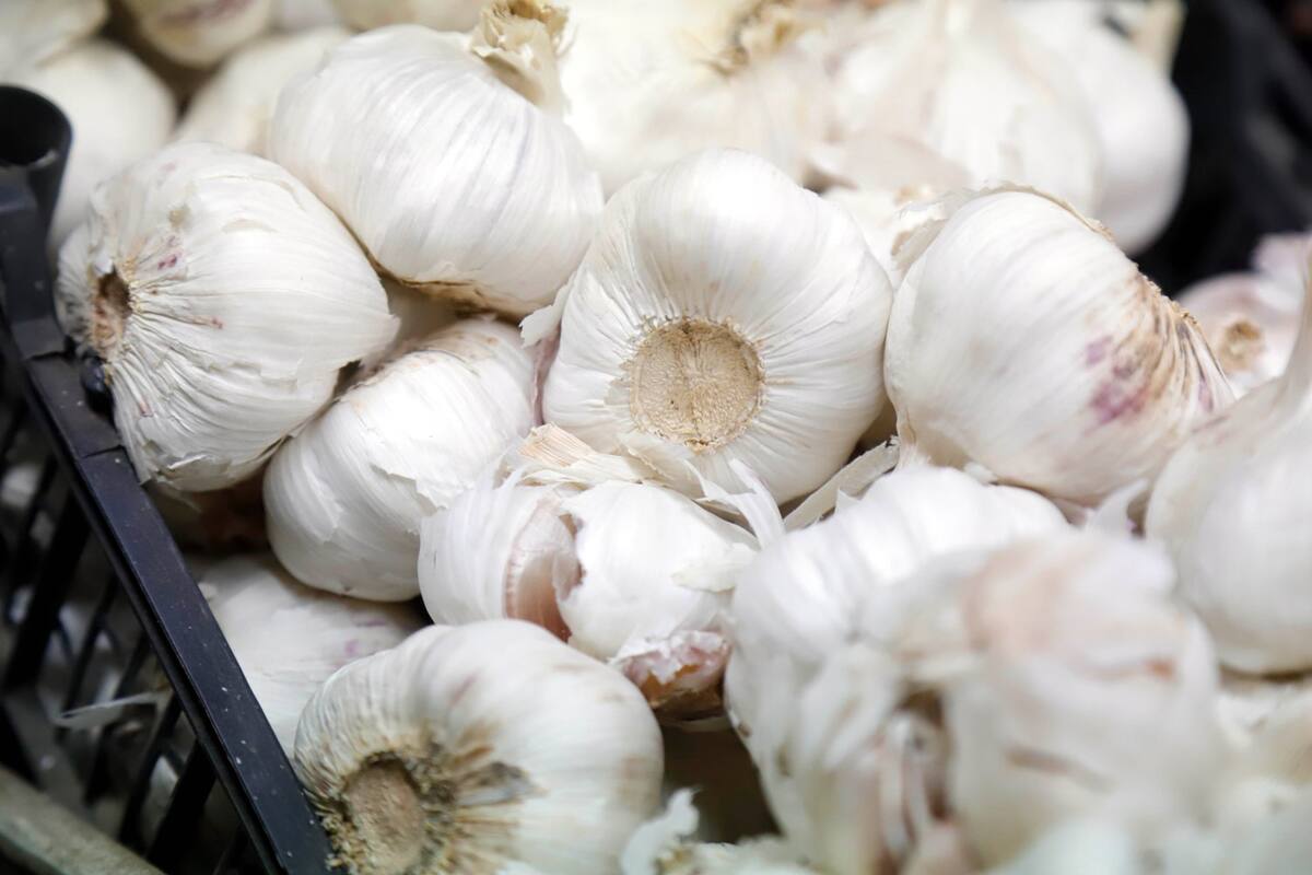 Agricultura, producción, propiedades y variedad del Ajo; Sonora está entre los principales productores de ajo: Sagarpa