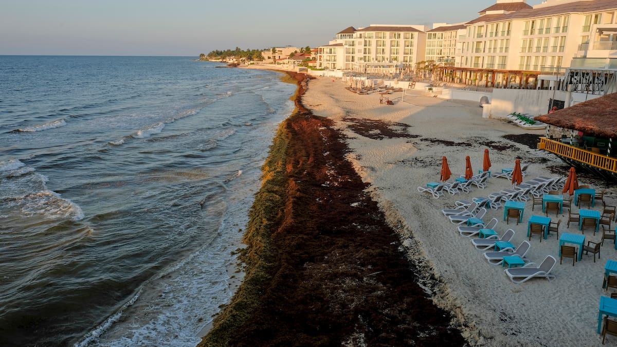 Hoteles de la Riviera Maya instalan barreras privadas contra el sargazo ante recales masivos que podrían superar 90 mil toneladas en Quintana Roo