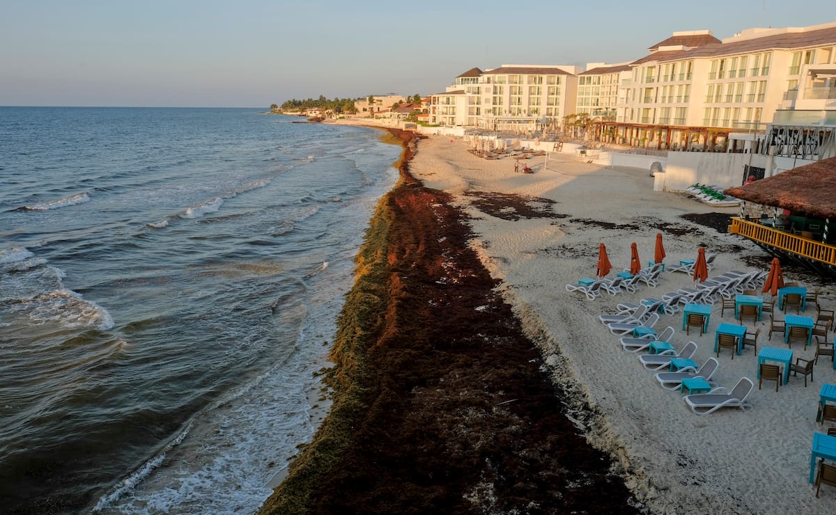 Montones de sargazo cubren una playa en el balenario turístico de Playa del Carmen, en México, el 8 de mayo de 2019. Los expertos advierten que la presencia de este alga maloliente podría ser la nueva realidad de la zona, de gran atractivo turístico. (AP Foto/Victor Ruiz)