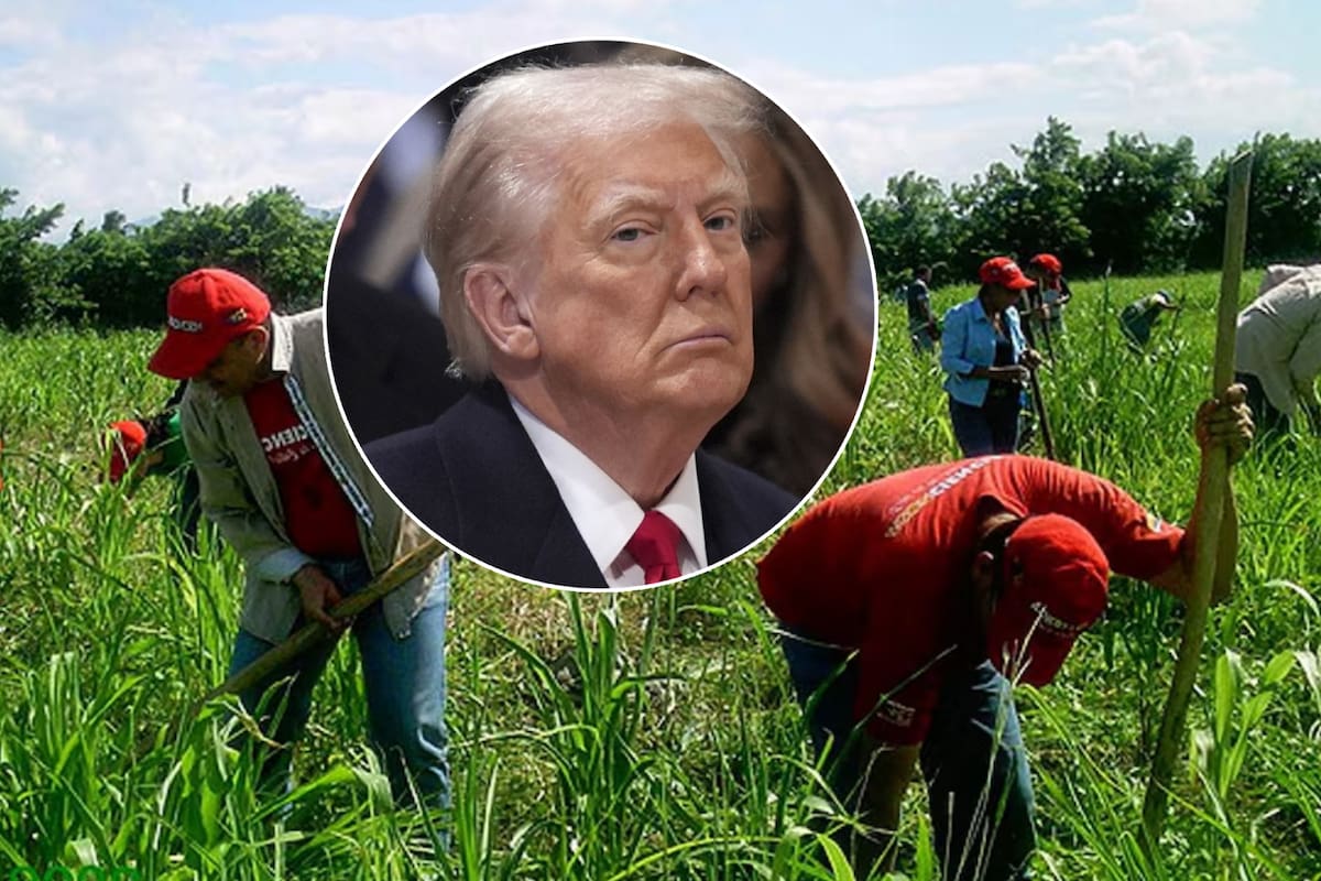 Trabajadores agrícolas alistan plan para crear empleos para mexicanos deportados; piden apoyo a Sheinbaum