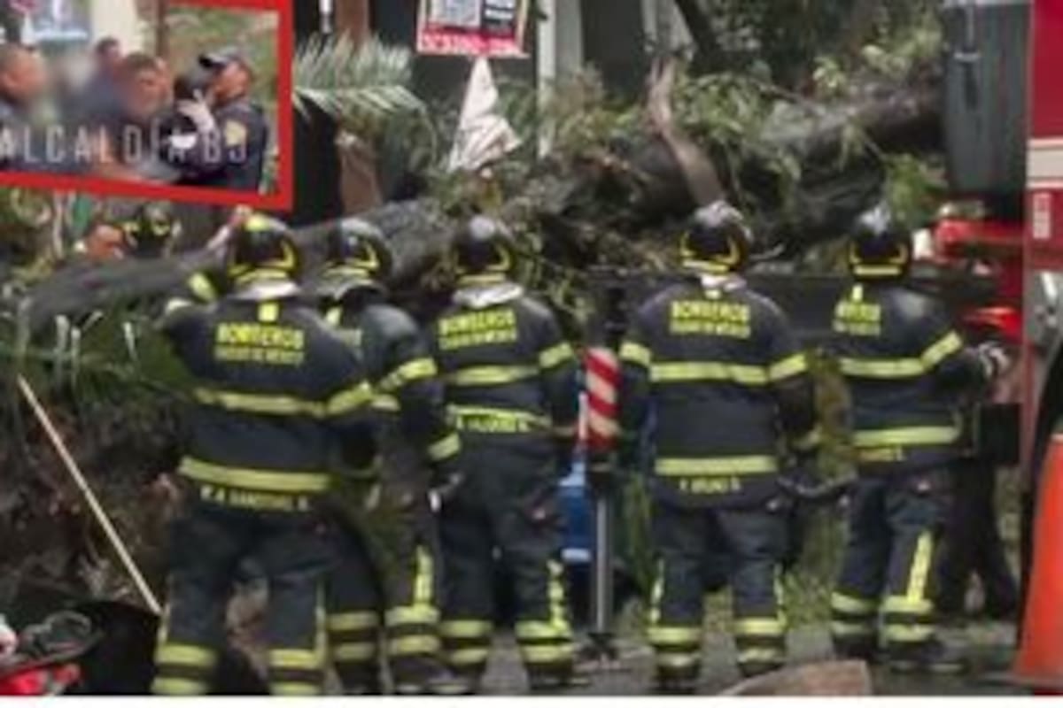 Muere madre al caer un árbol encima de su carro en CDMX; su bebé iba con ella y se salva