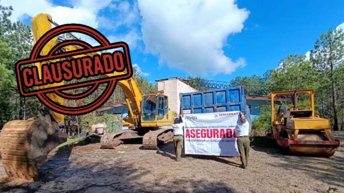 Arrasaron el bosque para vender lotes: Profepa clausura obras ilegales en San Cristóbal de las Casas