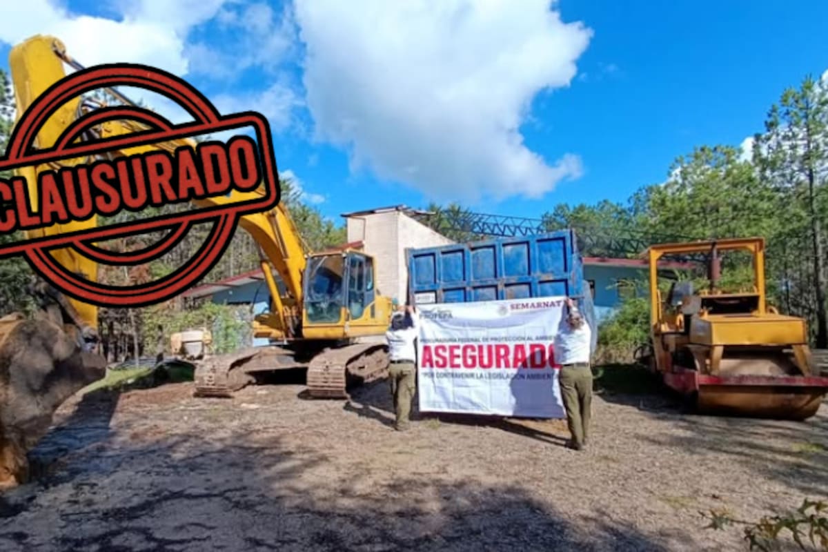 Arrasaron el bosque para vender lotes: Profepa clausura obras ilegales en San Cristóbal de las Casas