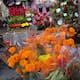 Esperan comerciantes de flores incrementar ventas por Día de muertos
