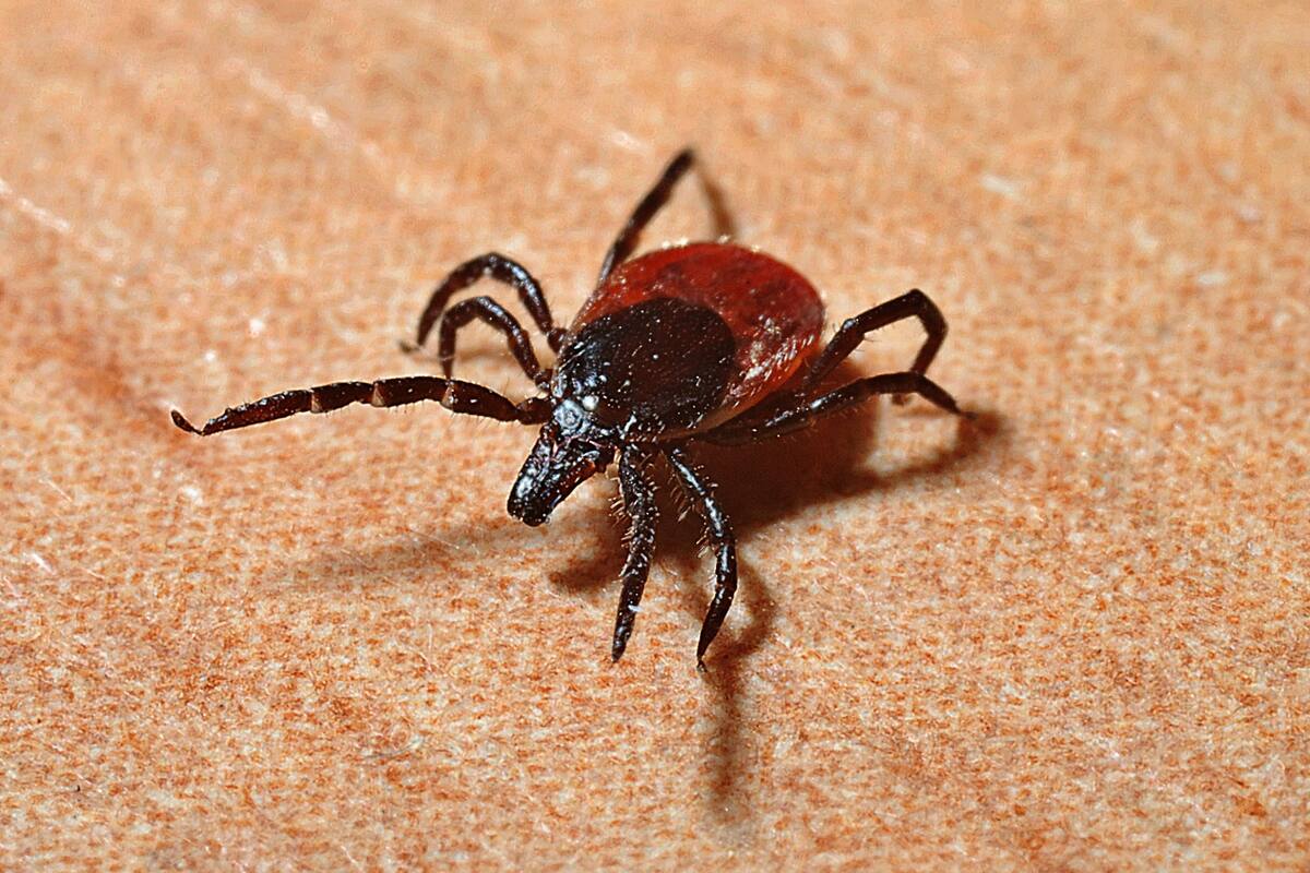 Nuevo virus transmitido por garrapatas en China: potencial riesgo para el cerebro