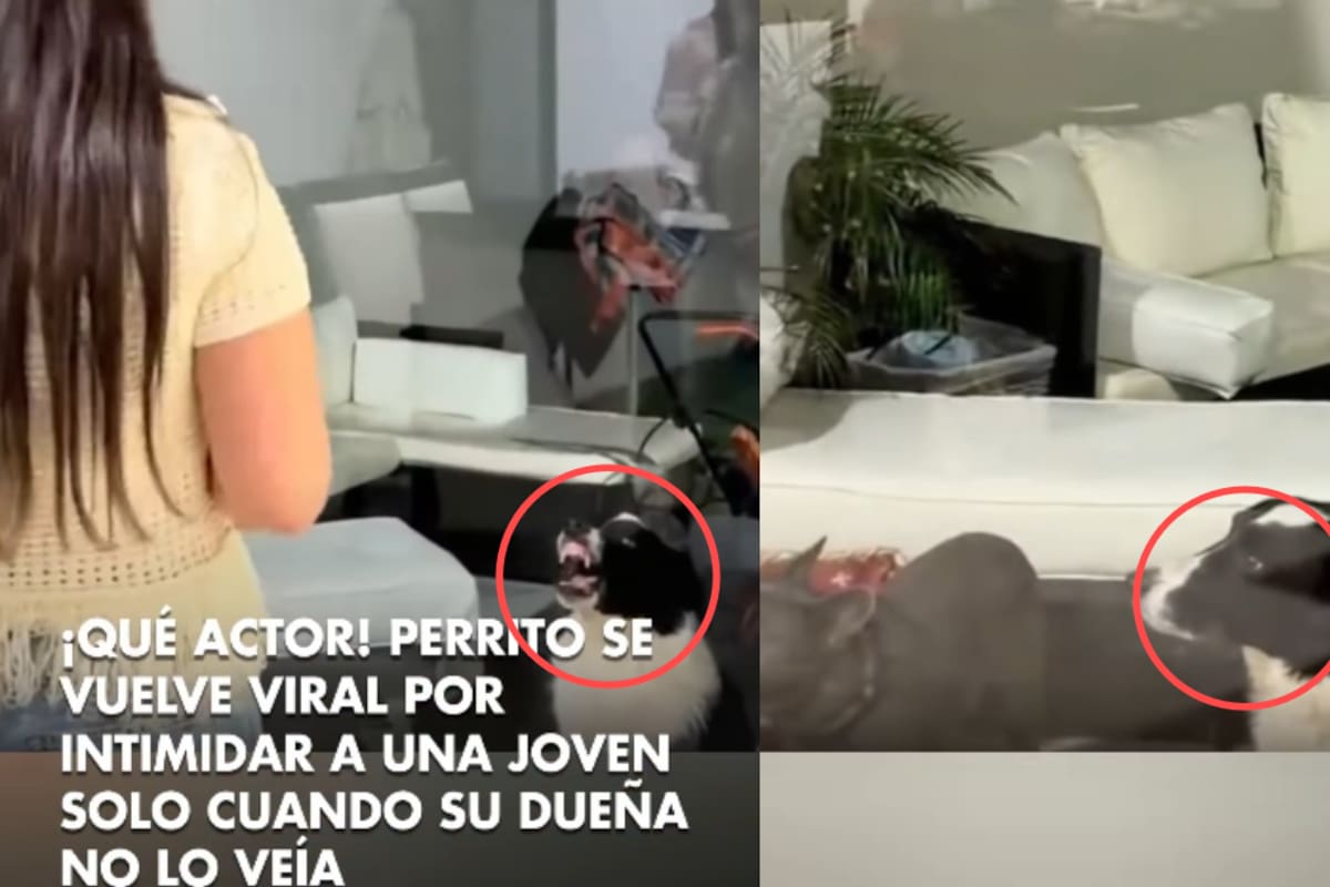“Cómo le enseñaba los dientes a la visita”: Lomito se vuelve viral por intimidar a los invitados, pero cuando su dueña voltea actúa como si nada