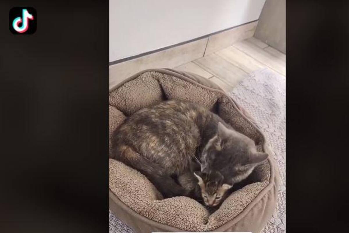 TIKTOK: Gatita adopta y cuida a un gatito