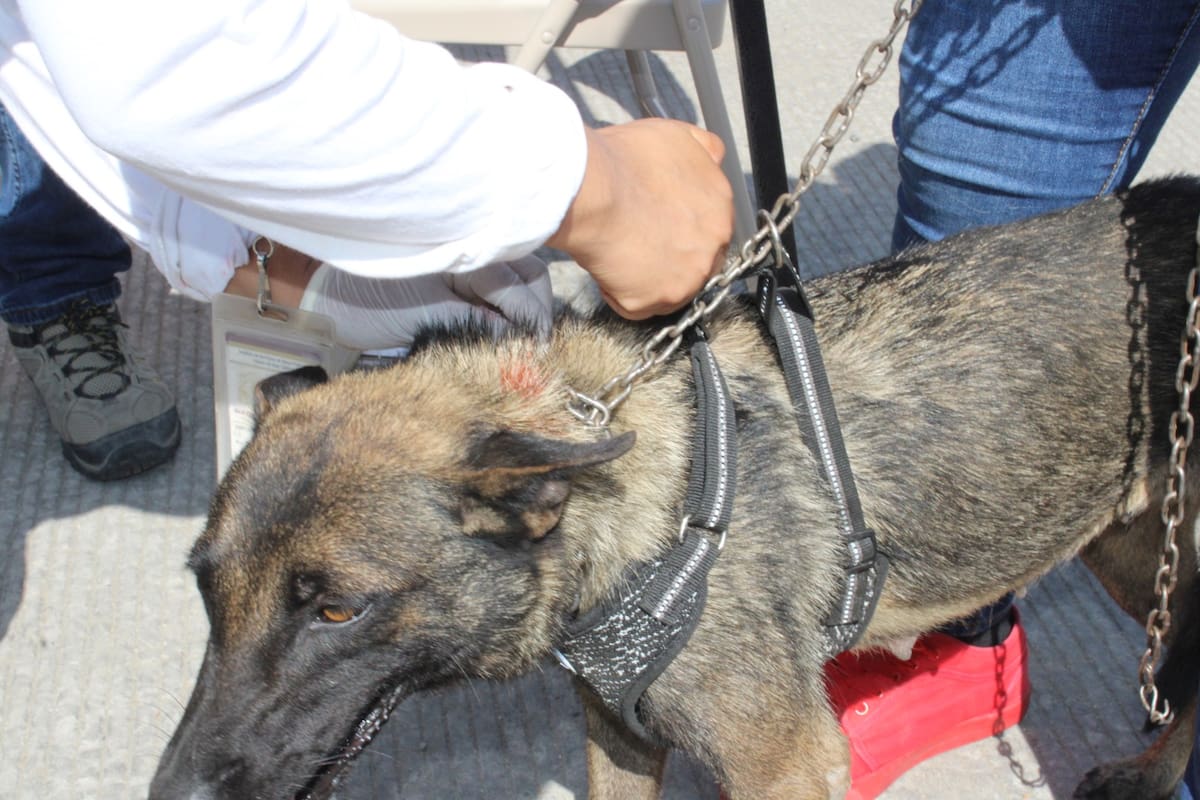 Entre las recomendaciones se encuentran que mantengan fuera de la casa a sus mascotas, en lugares protegidos de las inclemencias del tiempo como frío o la lluvia.