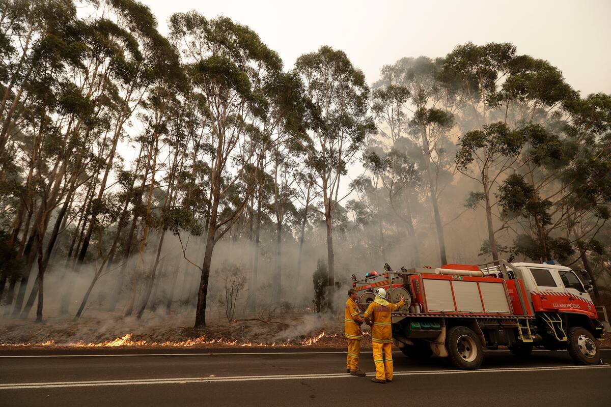 Los koalas podrían estar funcionalmente extintos y amenazados aún más por los incendios en Australia
