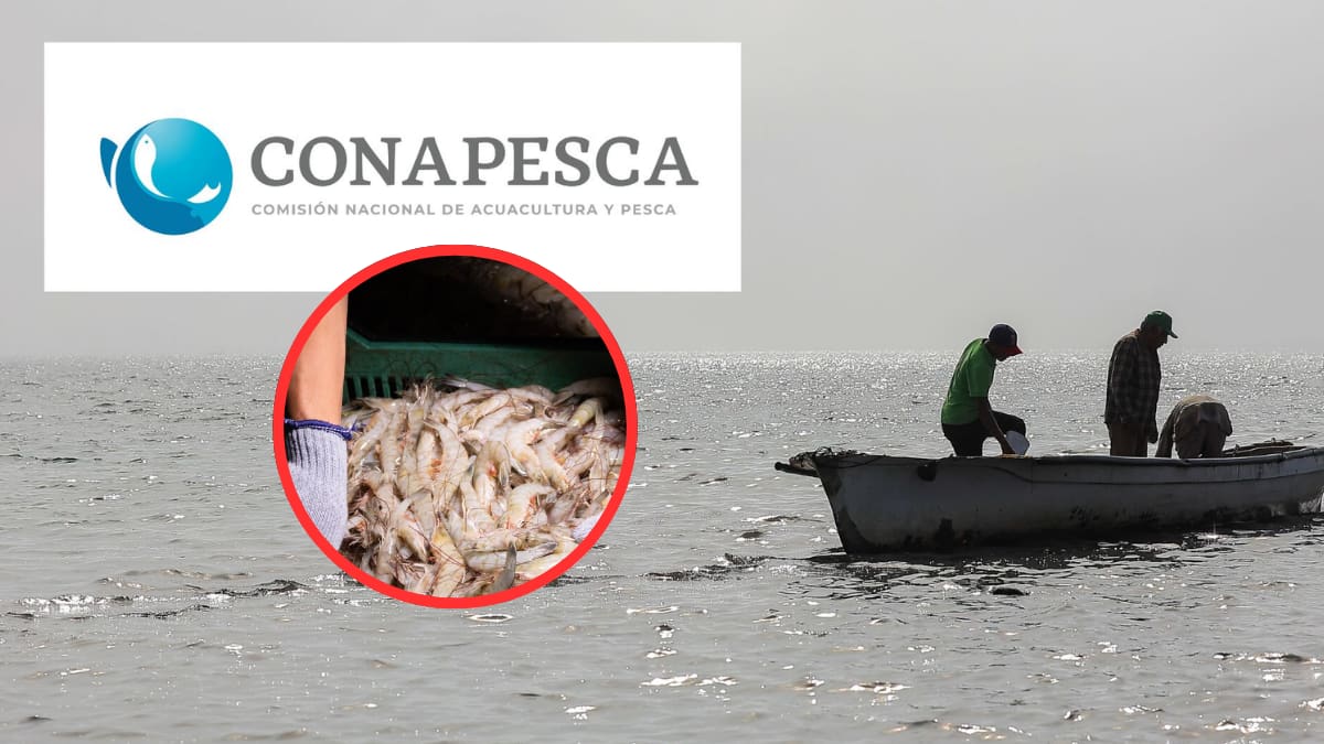 Acuacultores tomaron las oficinas de Conapesca en Mazatlán y pidieron medidas federales ante la entrada de camarón extranjero a precios inferiores; advierten que producto procedente de Ecuador, Guatemala y China desplaza la producción nacional y pone en riesgo miles de empleos