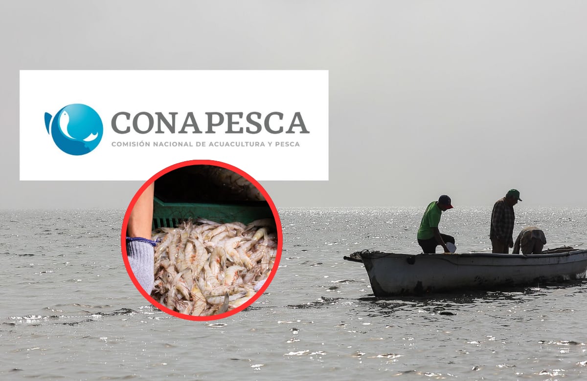 Acuacultores tomaron las oficinas de Conapesca en Mazatlán y pidieron medidas federales ante la entrada de camarón extranjero a precios inferiores; advierten que producto procedente de Ecuador, Guatemala y China desplaza la producción nacional y pone en riesgo miles de empleos