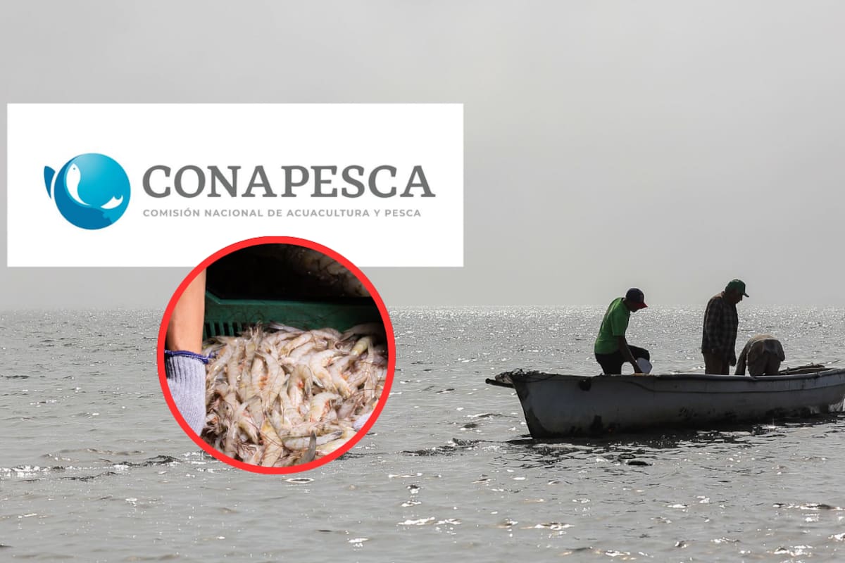 Acuacultores tomaron las oficinas de Conapesca en Mazatlán y pidieron medidas federales ante la entrada de camarón extranjero a precios inferiores; advierten que producto procedente de Ecuador, Guatemala y China desplaza la producción nacional y pone en riesgo miles de empleos