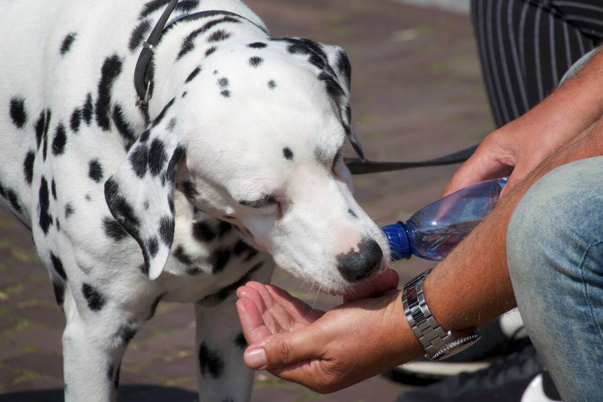 Debido a sus condiciones, ciertas razas de perros corren más riesgo que otras por las altas temperaturas, por lo que especialistas recomiendan poner especial atención. | Foto: Pexels