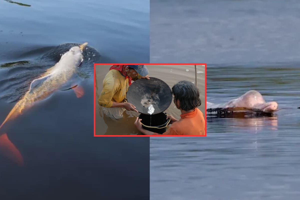 Delfín rosado del Amazonas en peligro crítico por contaminación tóxica de mercurio