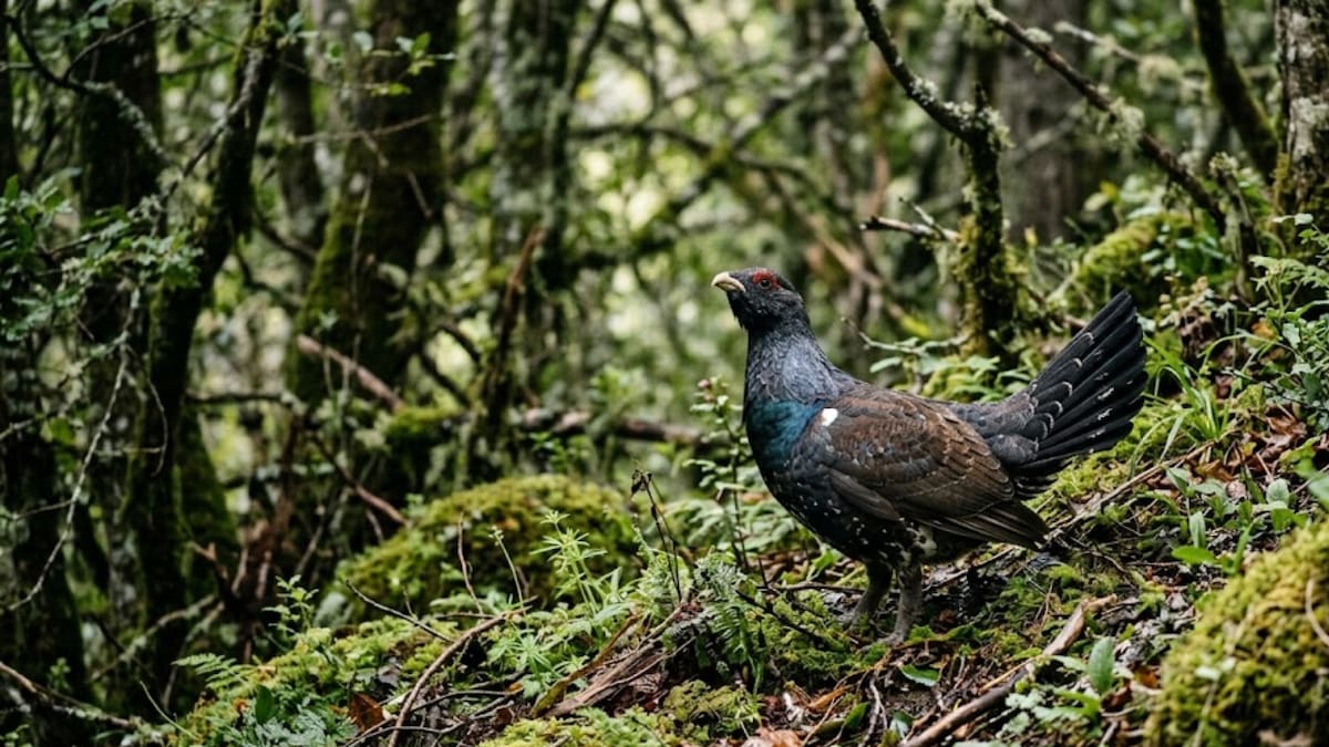 Tras una inversión de más de 110 millones de pesos para liberar 30 aves solo una seguía con vida seis meses después