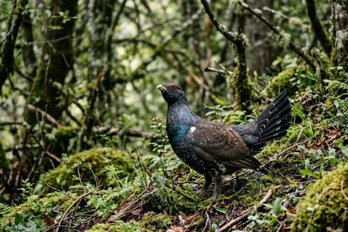 Tras una inversión de más de 110 millones de pesos para liberar 30 aves solo una seguía con vida seis meses después
