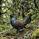 Liberan 30 aves y solo una sobrevive seis meses después