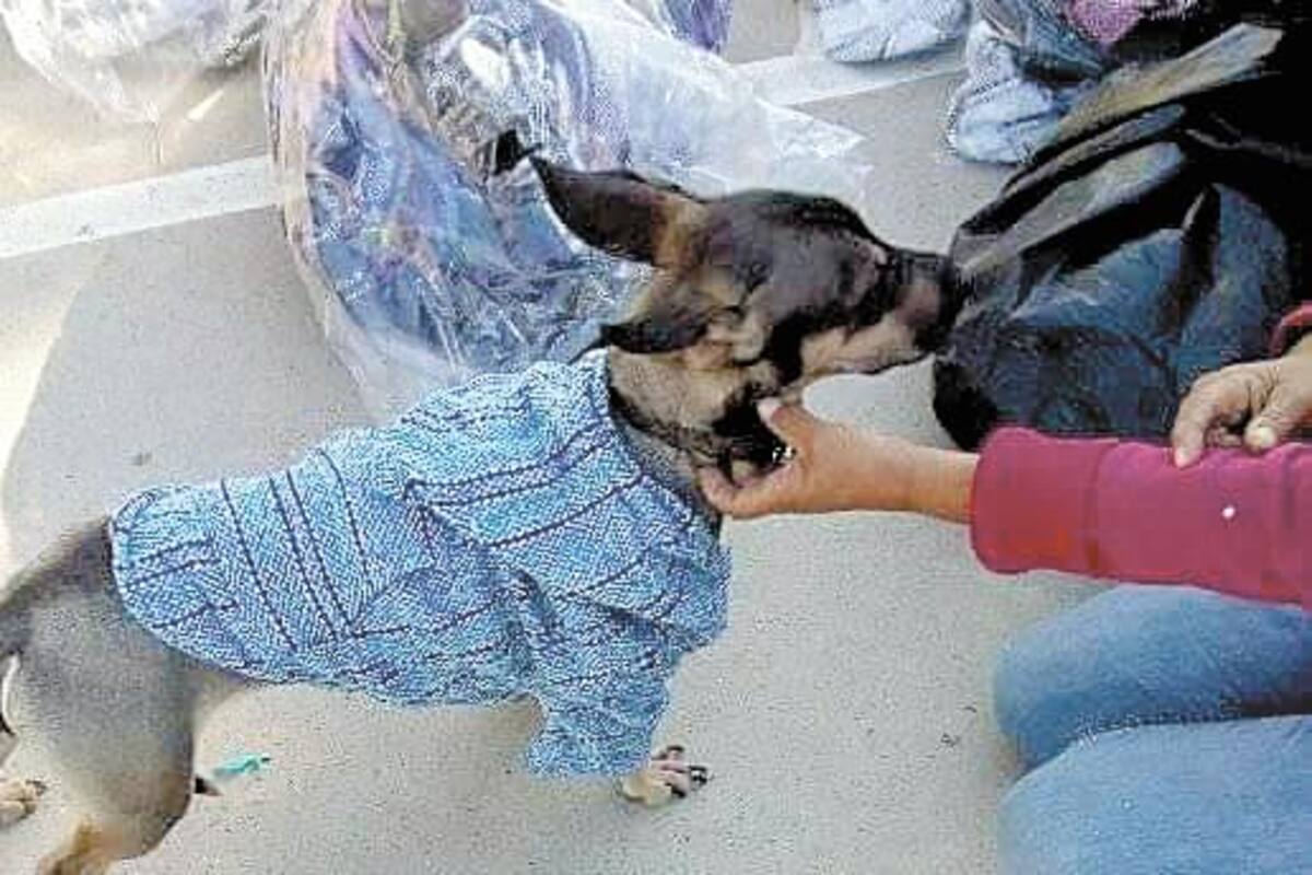 Ayude a salvar mascotas y apoye el Croquetón