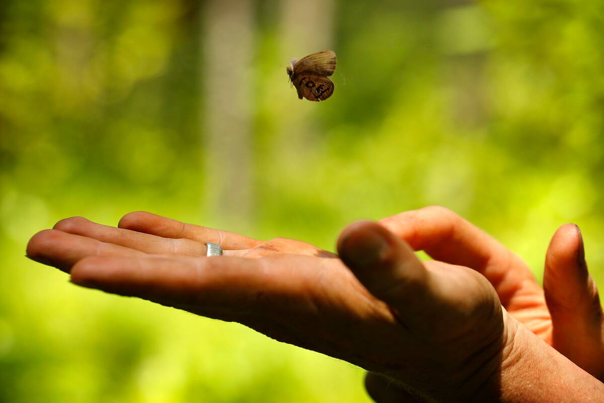 Protegidas por la ley, mariposas sobreviven entre las bombas