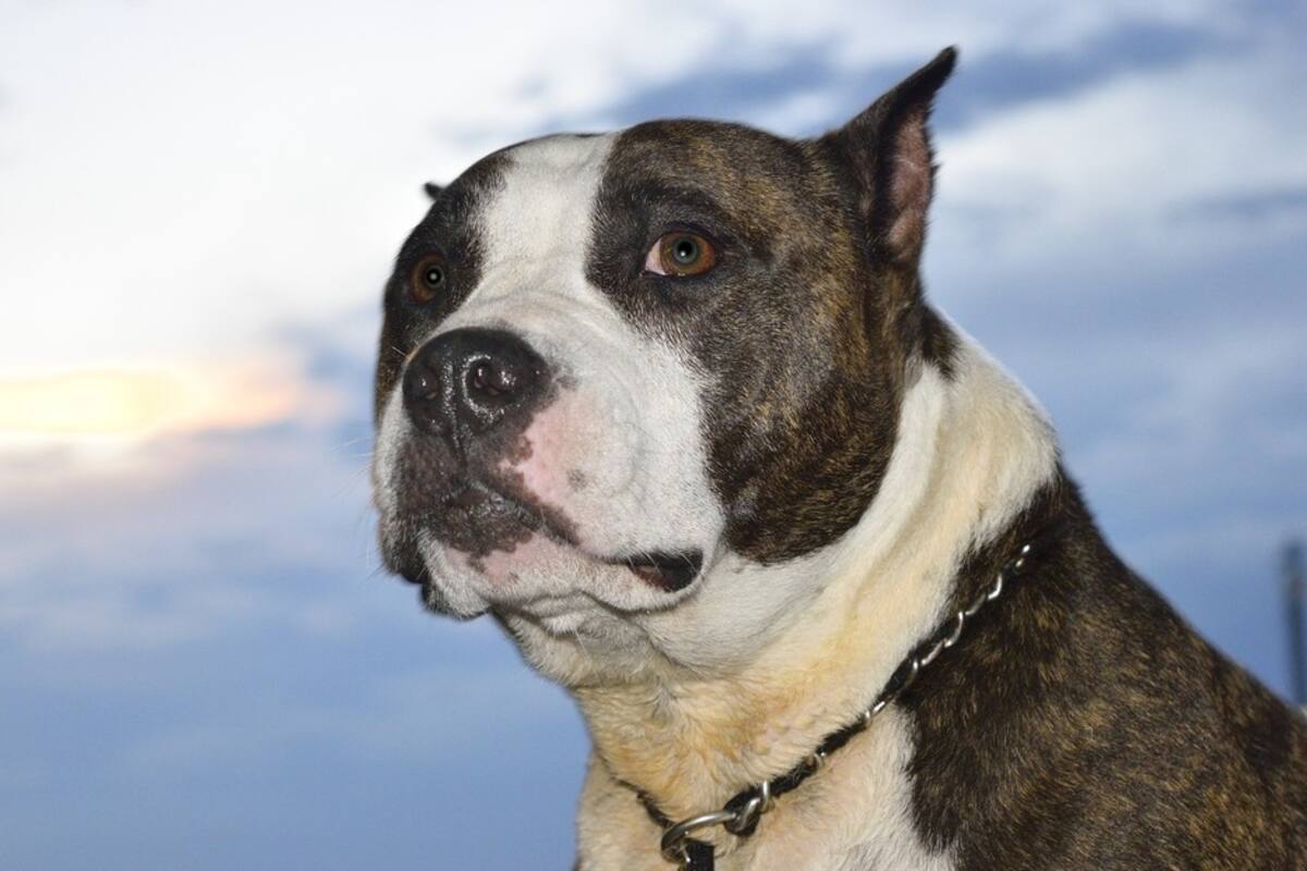 Mako, el curioso pitbull que no ladra porque se cree gato