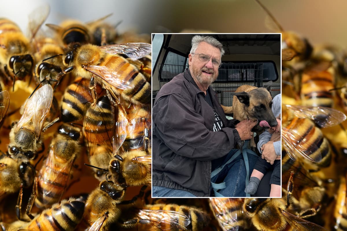 ¿Cómo identificar a las “abejas asesinas” en México? Claves para reconocerlas y mantenerse seguro