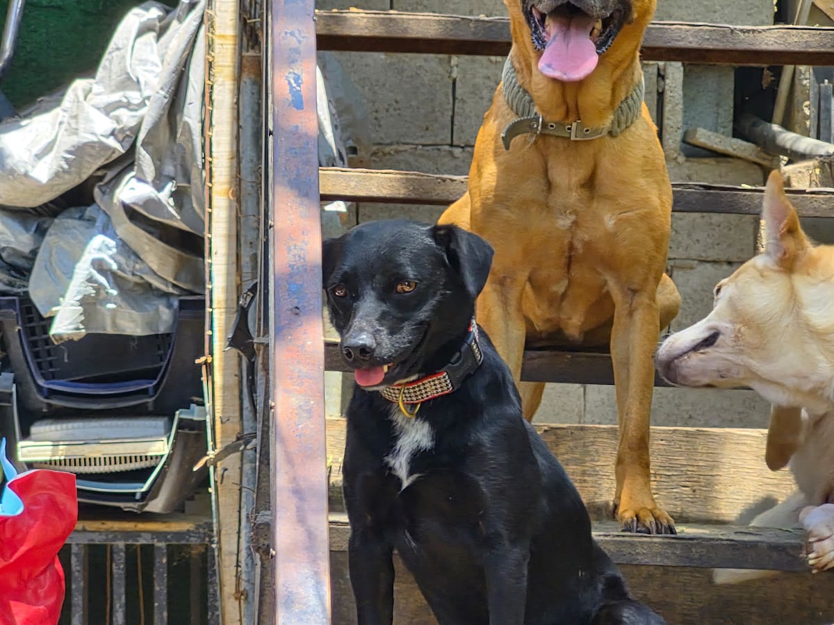 La cofundadora de Patitas Firmes afirmó que el refugio perdió contacto con la persona que adoptó a ambos perros y ahora solicita comprobar físicamente que se encuentran en buen estado.
Fotos: Cortesía.