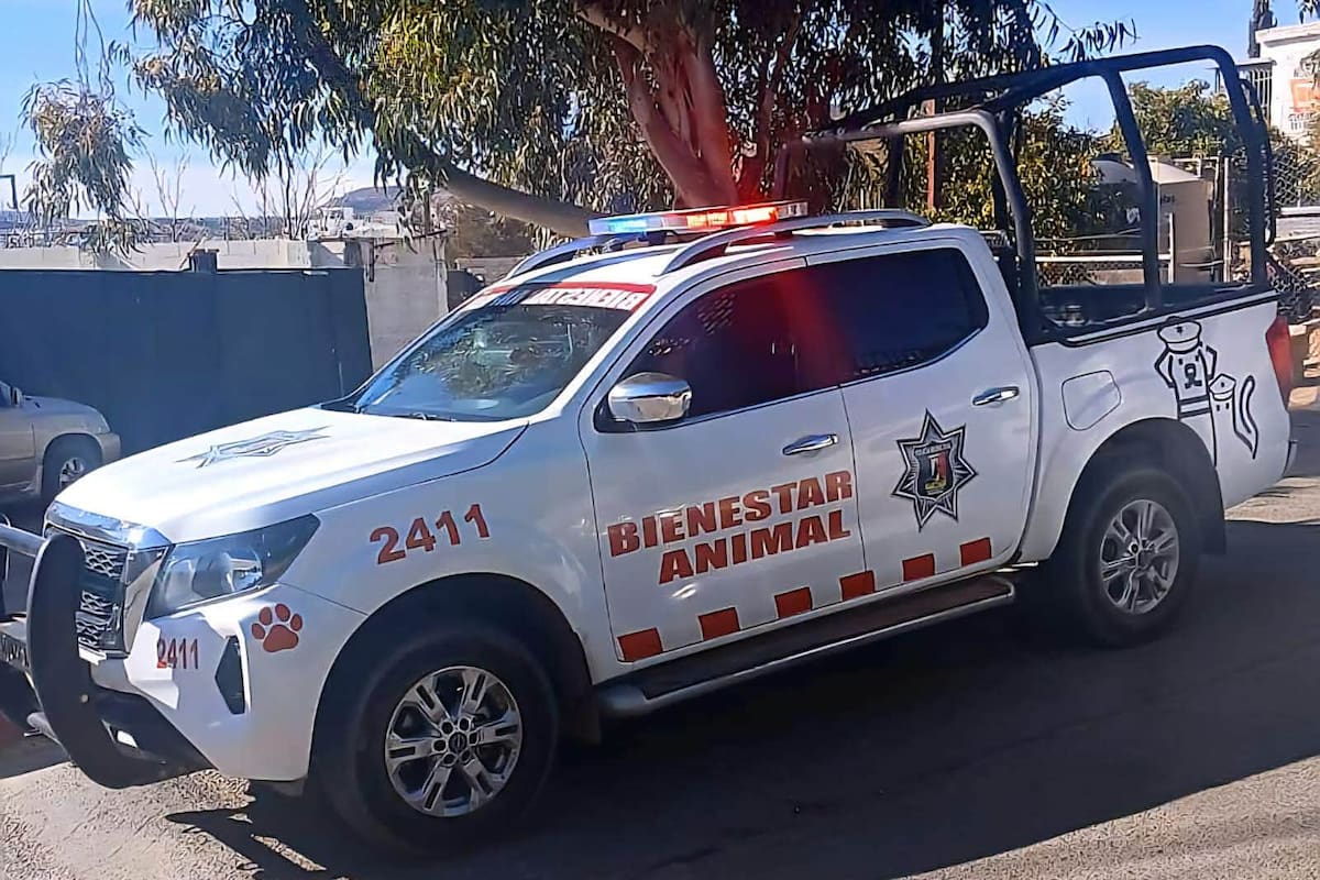 Investigan aparente envenenamiento de perros en Nogales