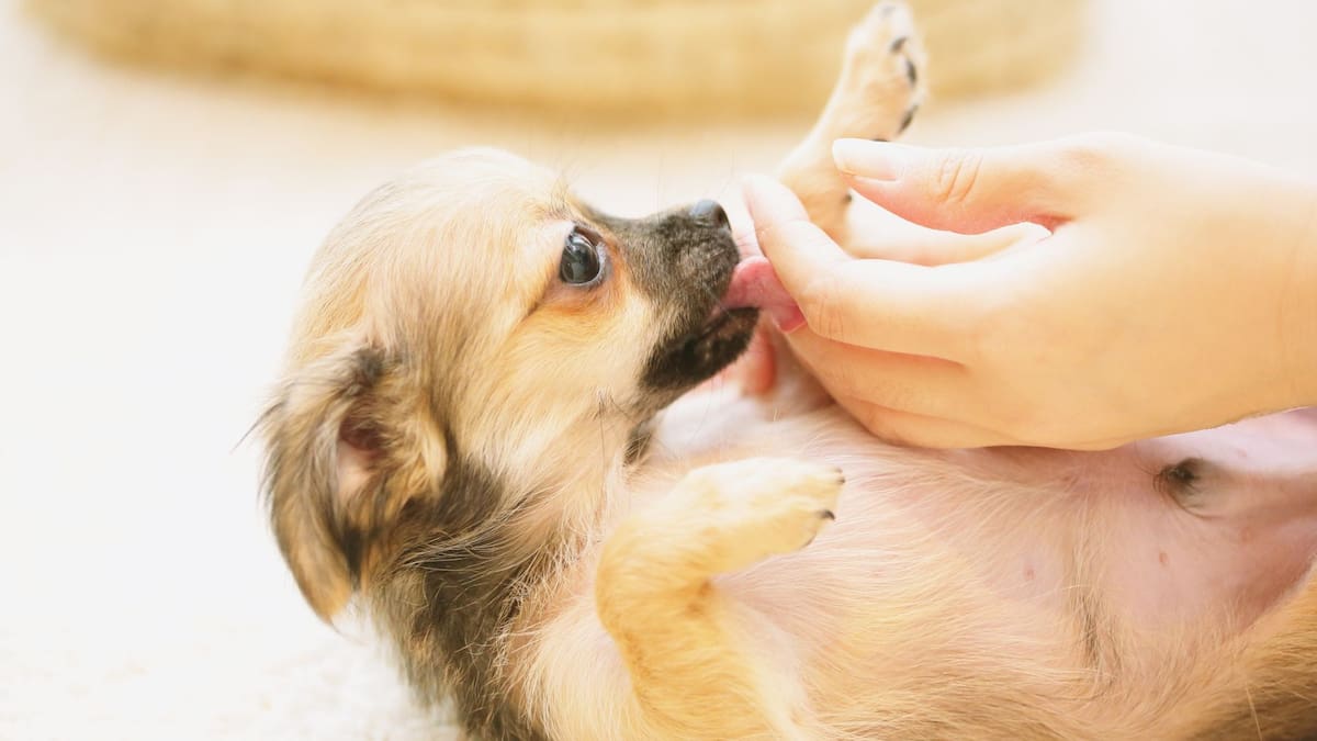 Qué nos quiere decir tu perro cuando se lame las patas sin parar | Foto: Especial (canva)