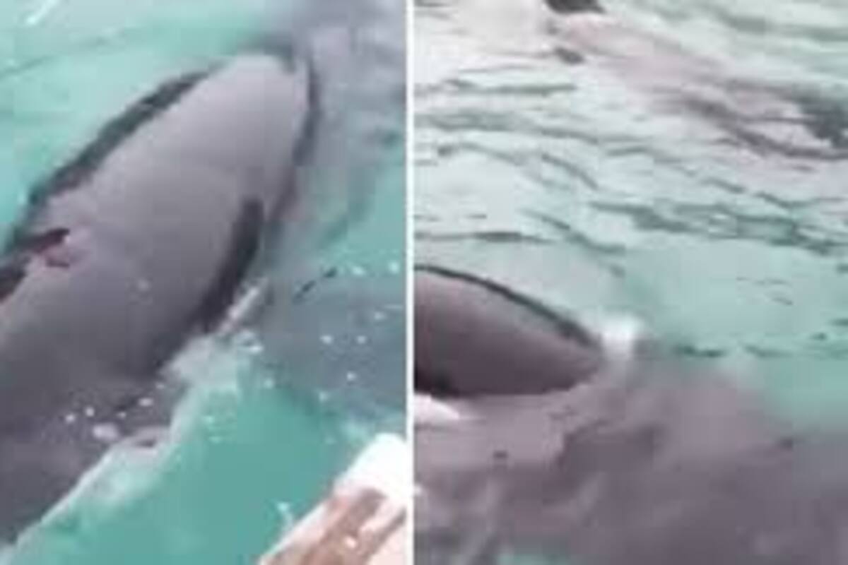 Video: Pescadores y orca se unen para rescatar a cría