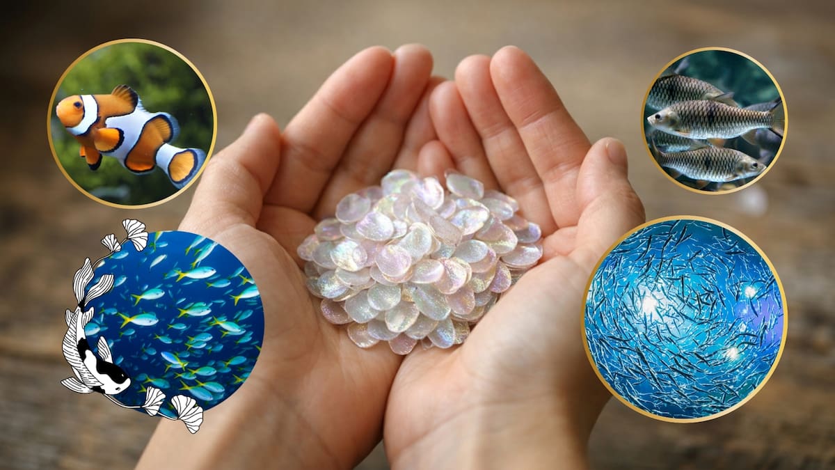 Lo que para los mercados de pescado es un desecho que termina en la basura, para una estudiante de 17 años del MIT se convirtió en la materia prima de un nuevo plástico biodegradable que se descompone sin dejar rastro en el ambiente
