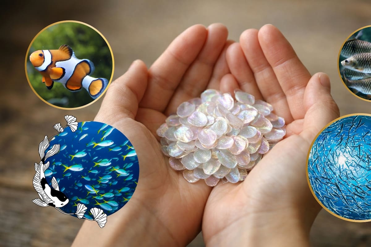 Lo que para los mercados de pescado es un desecho que termina en la basura, para una estudiante de 17 años del MIT se convirtió en la materia prima de un nuevo plástico biodegradable que se descompone sin dejar rastro en el ambiente