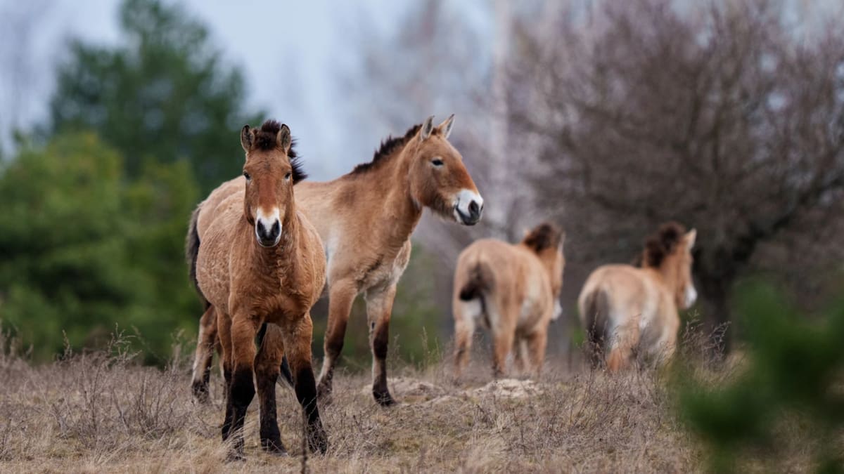 En la zona de exclusión de Chernóbil, los caballos de Przewalski se han adaptado a un entorno radiactivo donde la presencia humana sigue siendo limitada. /AP