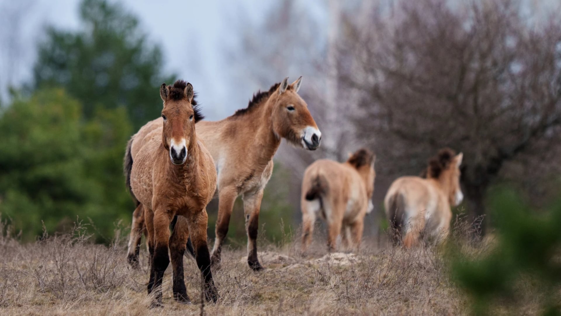 En la zona de exclusión de Chernóbil, los caballos de Przewalski se han adaptado a un entorno radiactivo donde la presencia humana sigue siendo limitada. /AP