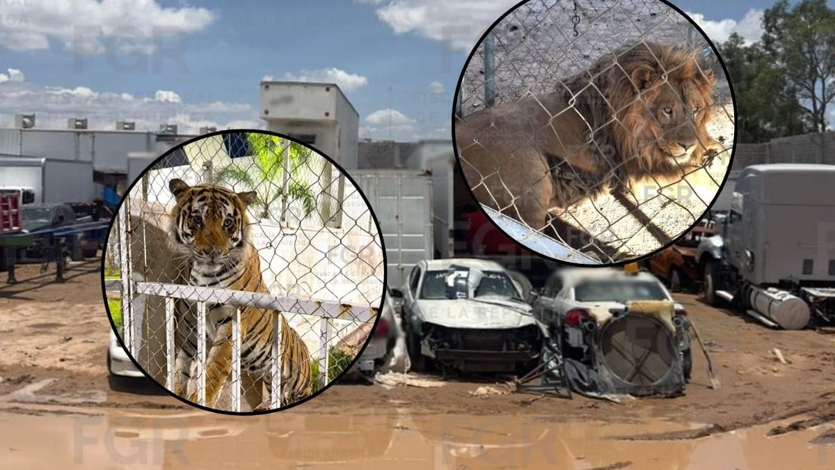 Tres hombres enfrentan prisión preventiva en San Luis Potosí después de que las autoridades encontraran vehículos robados, mercancía ilegal y animales exóticos en un terreno de casi 30 mil metros cuadrados
