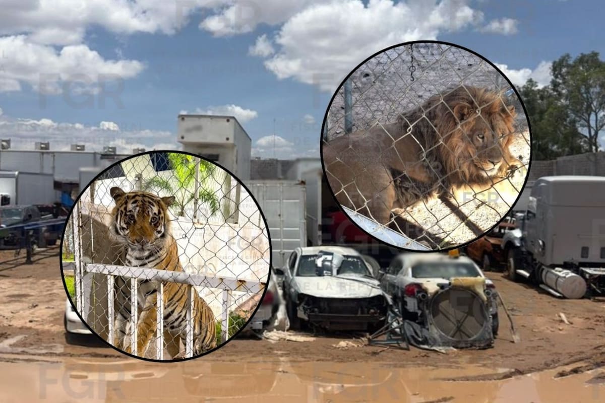 Tres hombres enfrentan prisión preventiva en San Luis Potosí después de que las autoridades encontraran vehículos robados, mercancía ilegal y animales exóticos en un terreno de casi 30 mil metros cuadrados