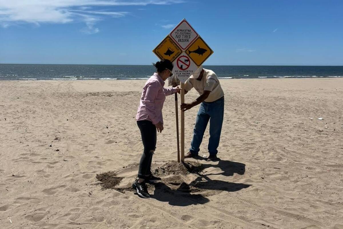 Avisan sobre posible presencia de tiburones en playas del Sur de Sonora