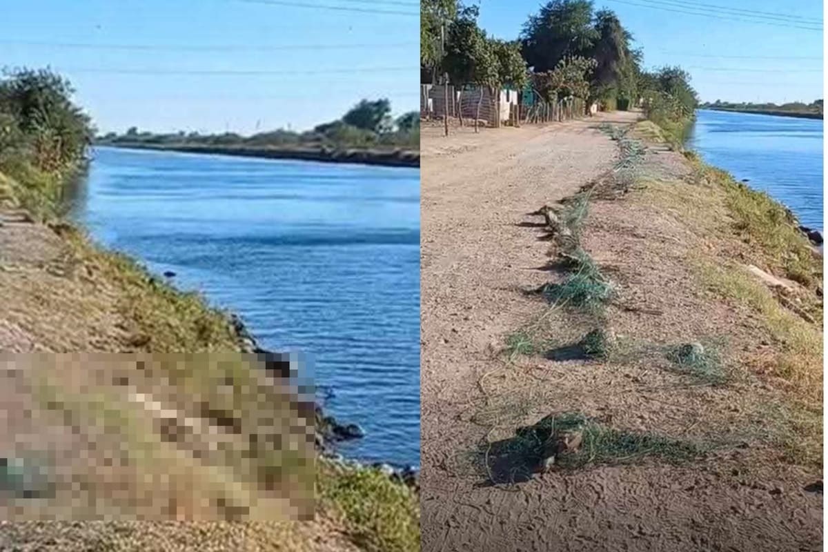Mueren más de 250 tortugas en ejido Tepeyac en Cajeme