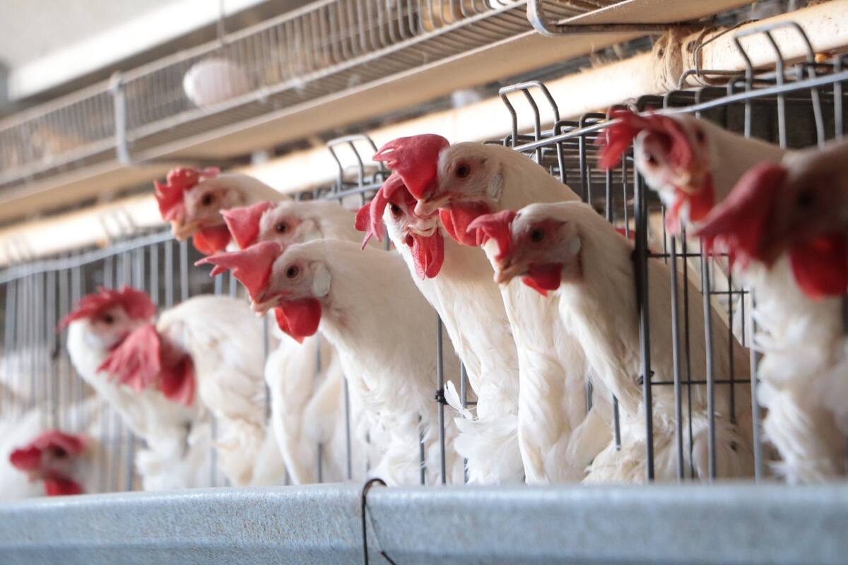 AH5N1: Avanza vacunación de aves contra influenza aviar en unidades de producción avícola