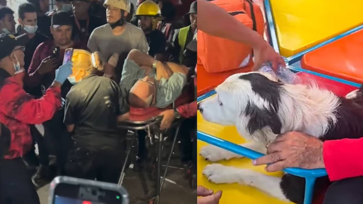 VIDEO: Tsunami, el perro rescatista de 9 años en Venezuela que ayudó a localizar con vida a un hombre bajo escombros en Caracas; también prestará apoyo en La Guaira