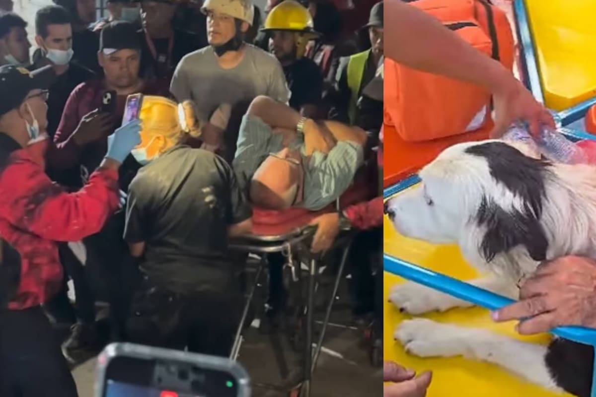 VIDEO: Tsunami, el perro rescatista de 9 años en Venezuela que ayudó a localizar con vida a un hombre bajo escombros en Caracas; también prestará apoyo en La Guaira