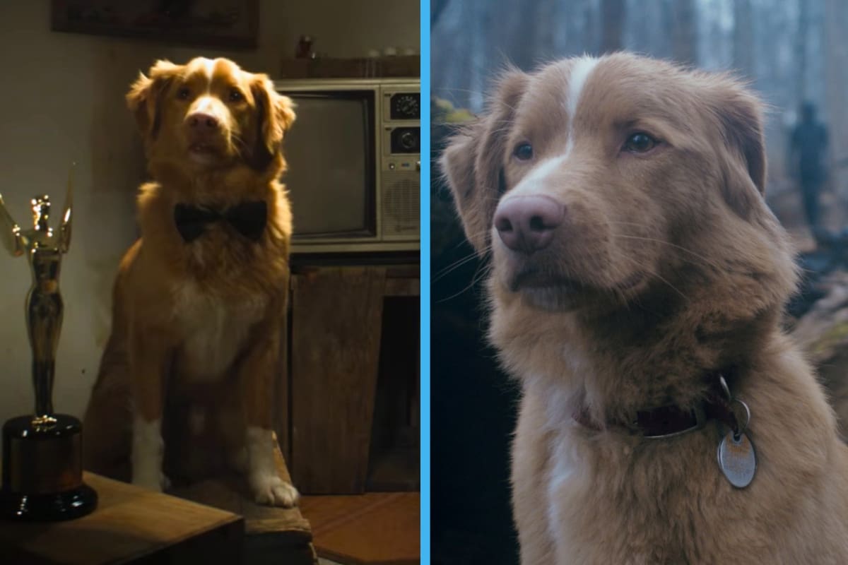 Perro “Indy” se convierte en el primer animal en ganar galardón en Premios Astra 2026 por película “Good Boy”