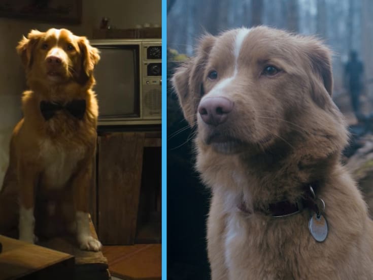 Perro “Indy” se convierte en el primer animal en ganar galardón en Premios Astra 2026 por película “Good Boy”