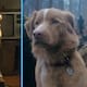 Perro “Indy” se convierte en el primer animal en ganar galardón en Premios Astra 2026 por película “Good Boy”