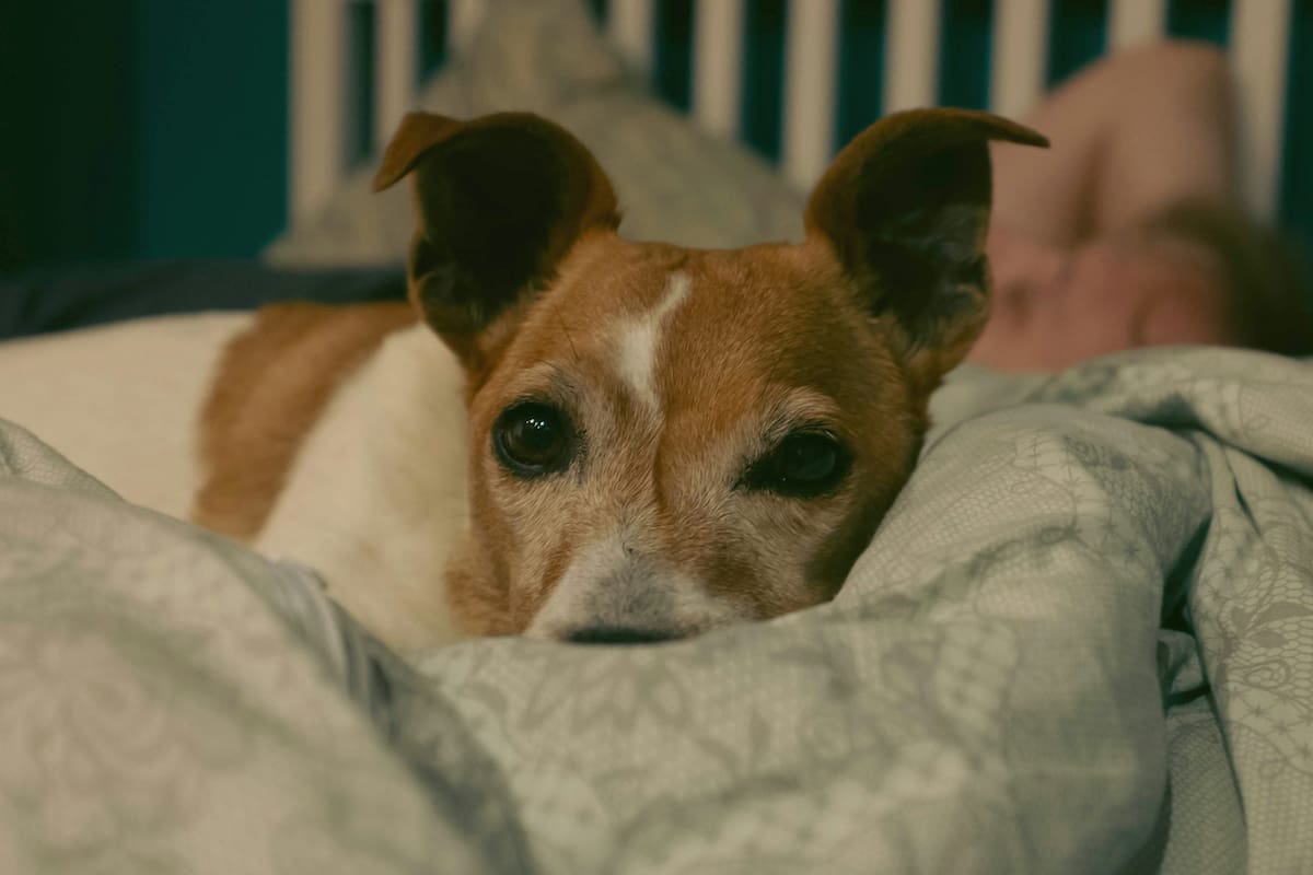 ¿Es malo dormir con mi perro y dejar que se suba a la cama? Esto dicen los expertos